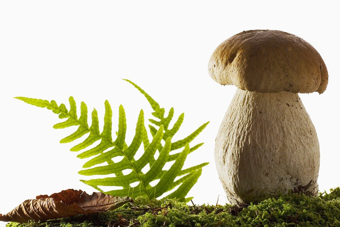 A cep on moss