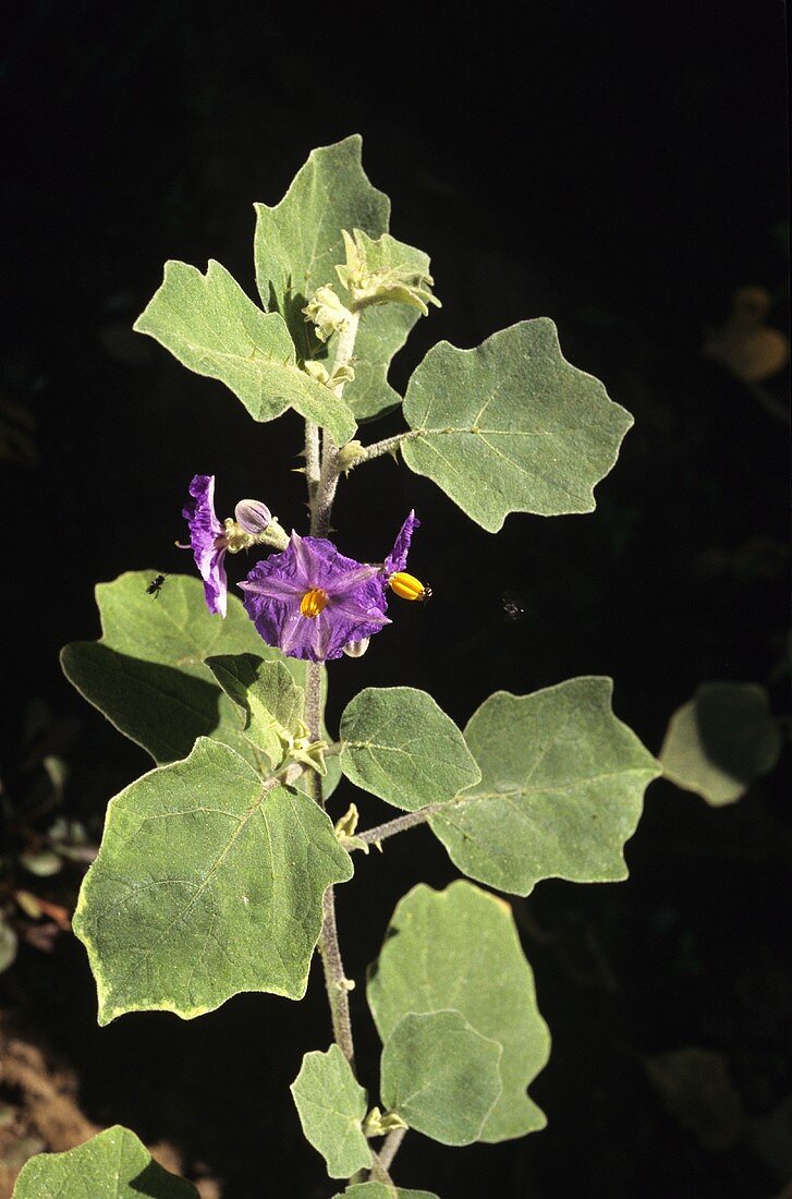 Solanum indicum