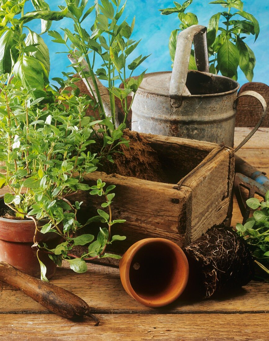 Herb box, potted herbs and watering can