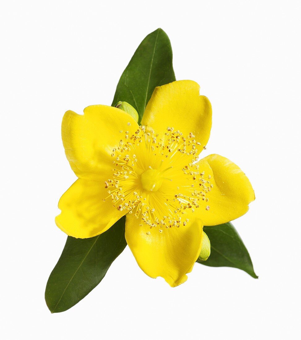 A St. John's wort flower