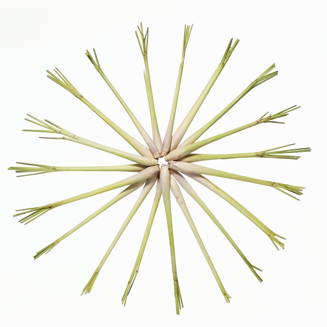 Lemon grass