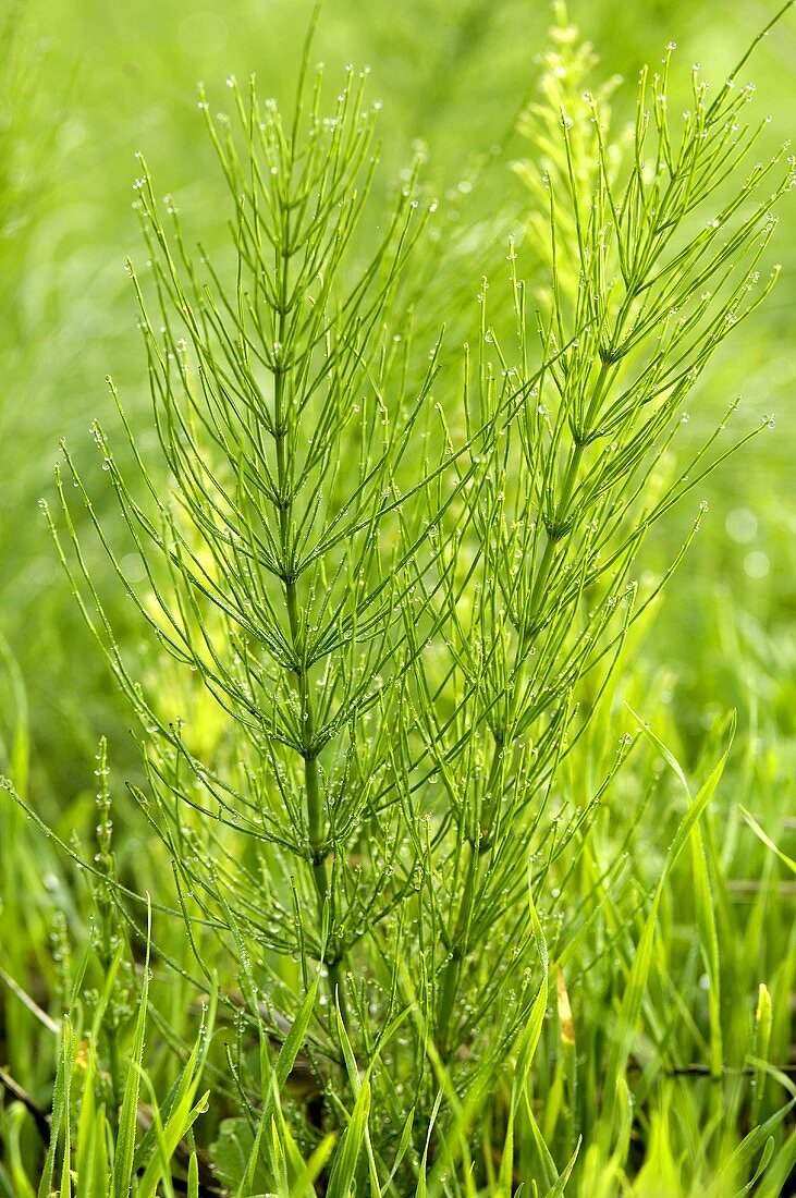 Field horsetail growing in the wild