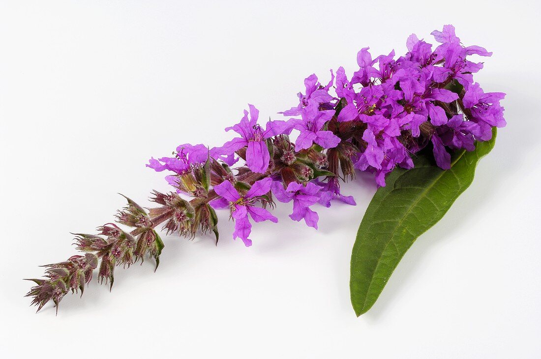 Purple loosestrife (Lythrum salicaria)