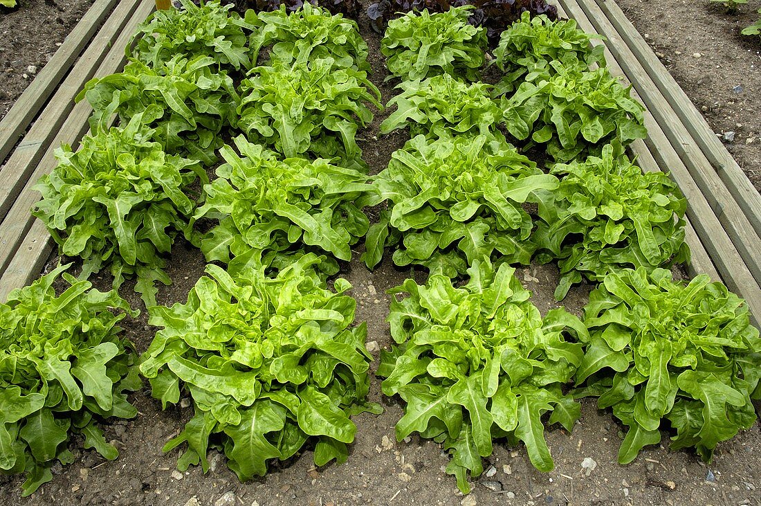 Schnabelsalat (bzw. Harlekinsalat)auf dem Feld