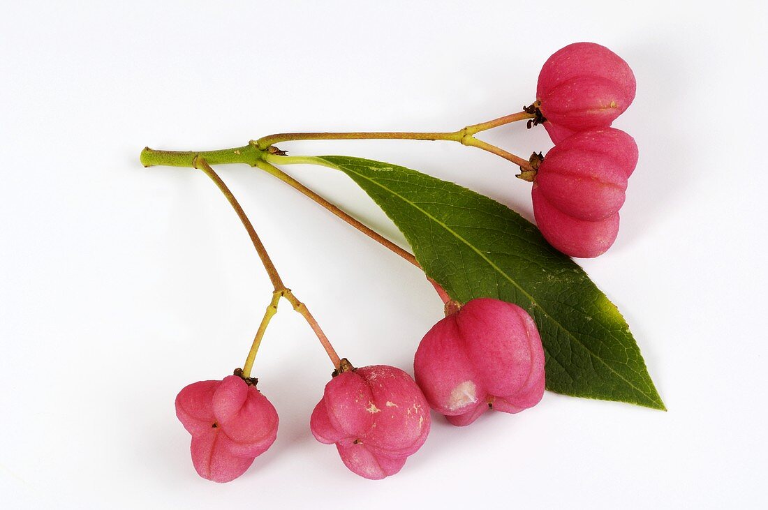 Fruits of the European spindle (Euonymus europaeus)