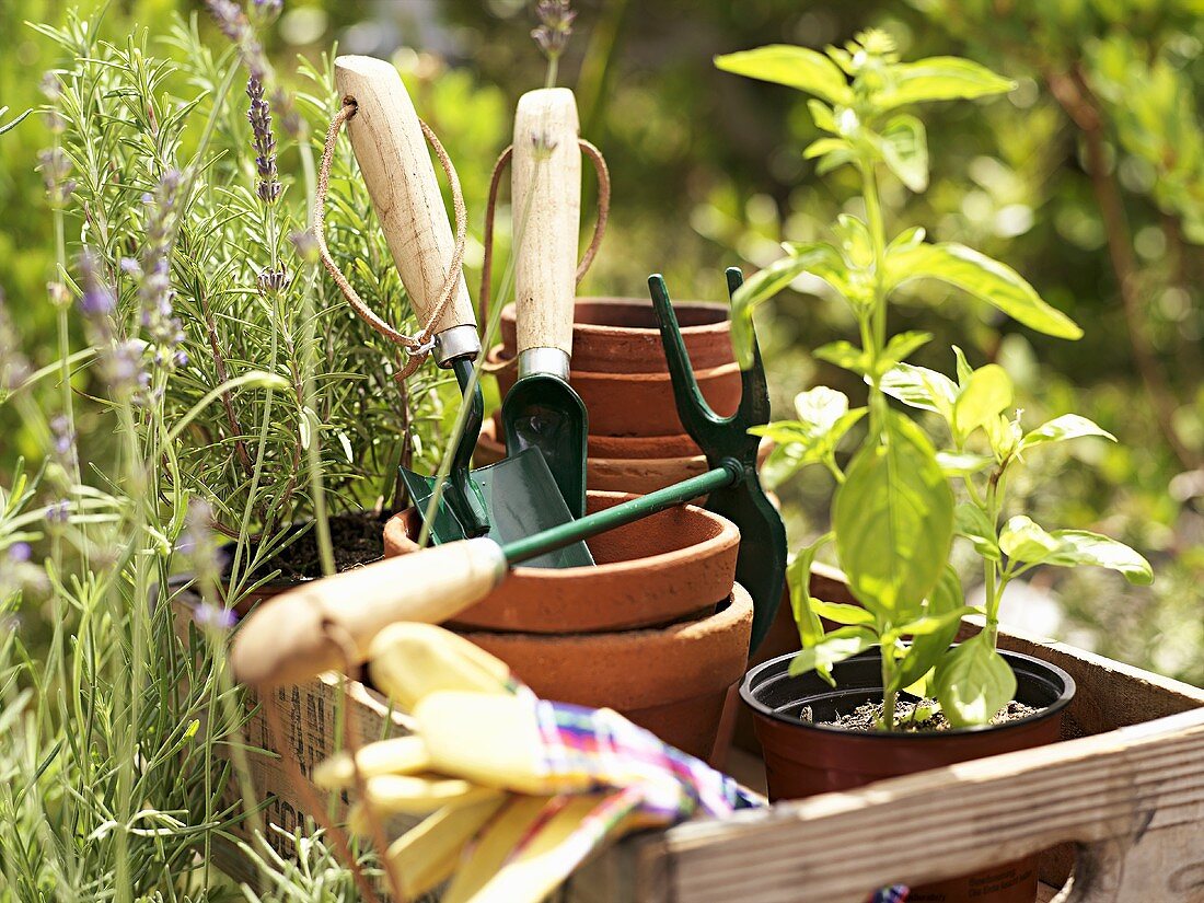Garden tools and herbs in wooden box