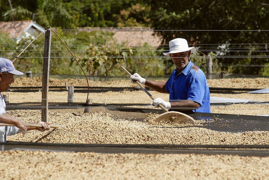 Coffee processing: hulling dried beans