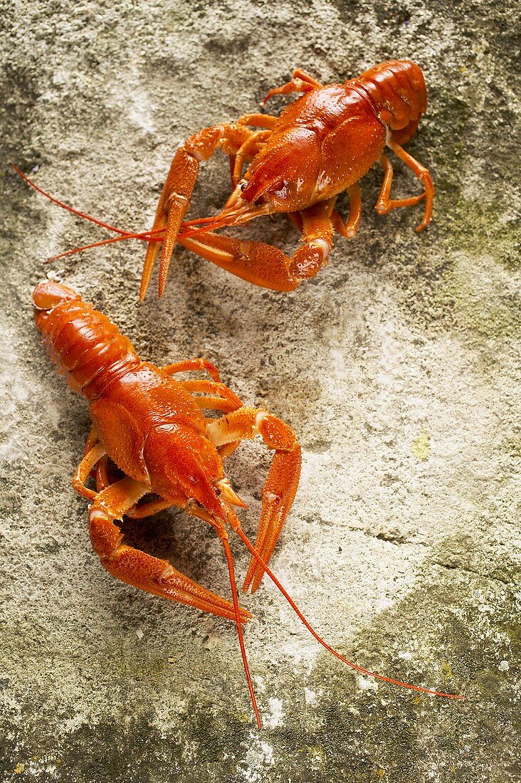 Two cooked freshwater crayfish