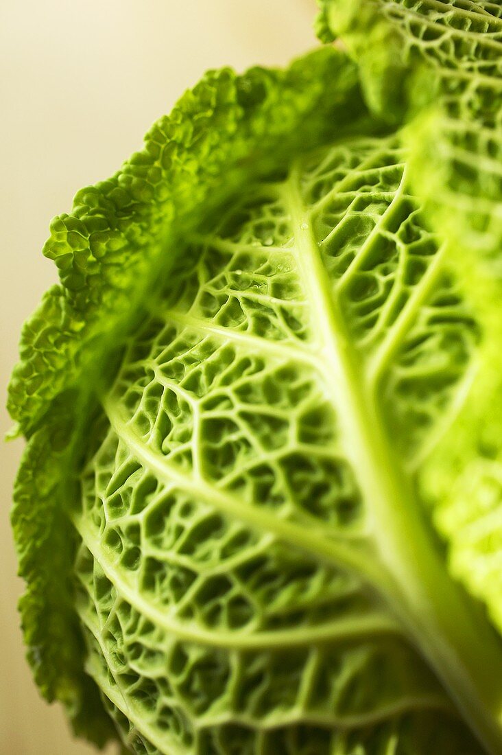 A savoy cabbage