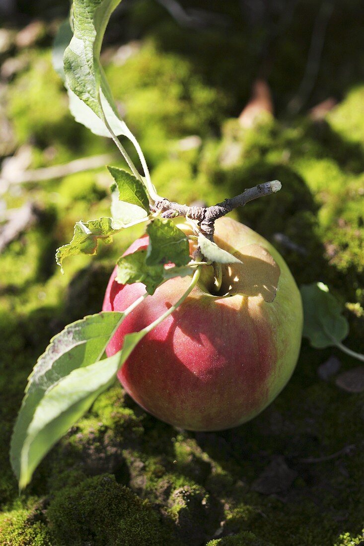 Ein Apfel mit Blättern