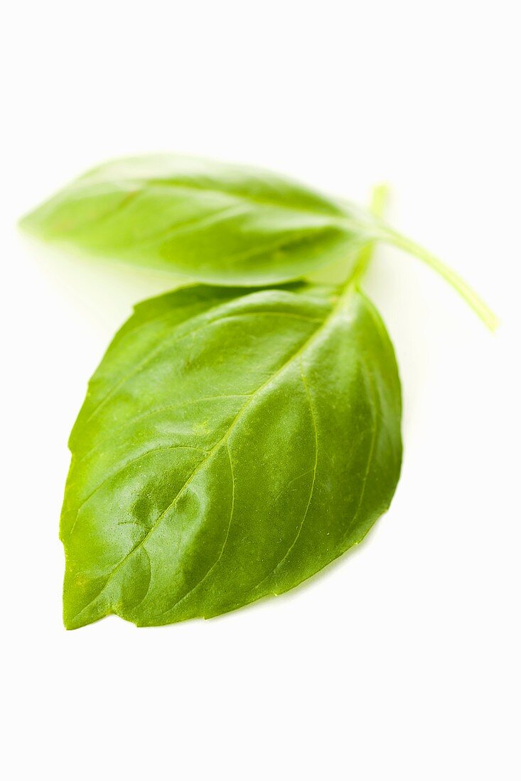 Two basil leaves