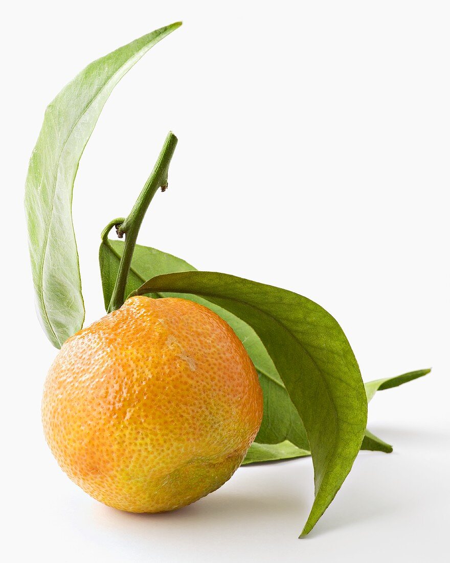 Eine unreife Mandarine mit Blättern
