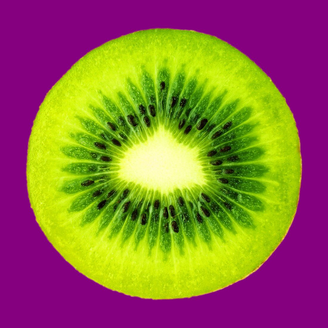 A slice of kiwi fruit with purple background