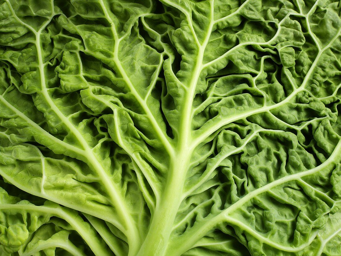 A savoy cabbage leaf