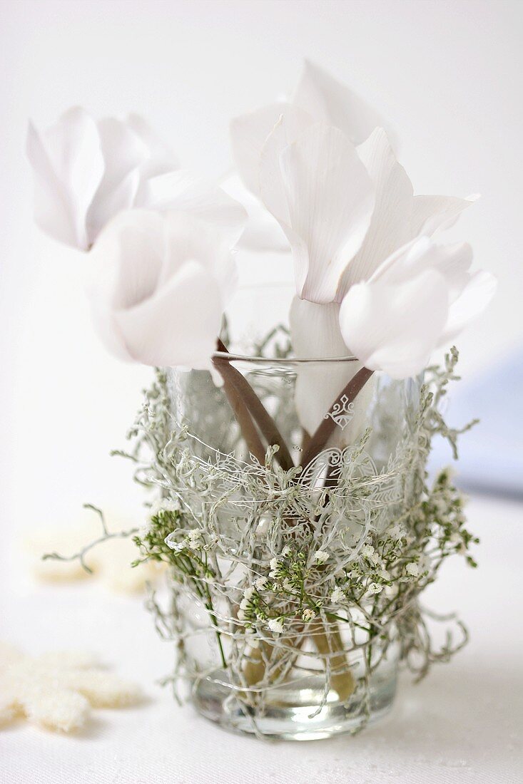 White cyclamen in decorated glass vase