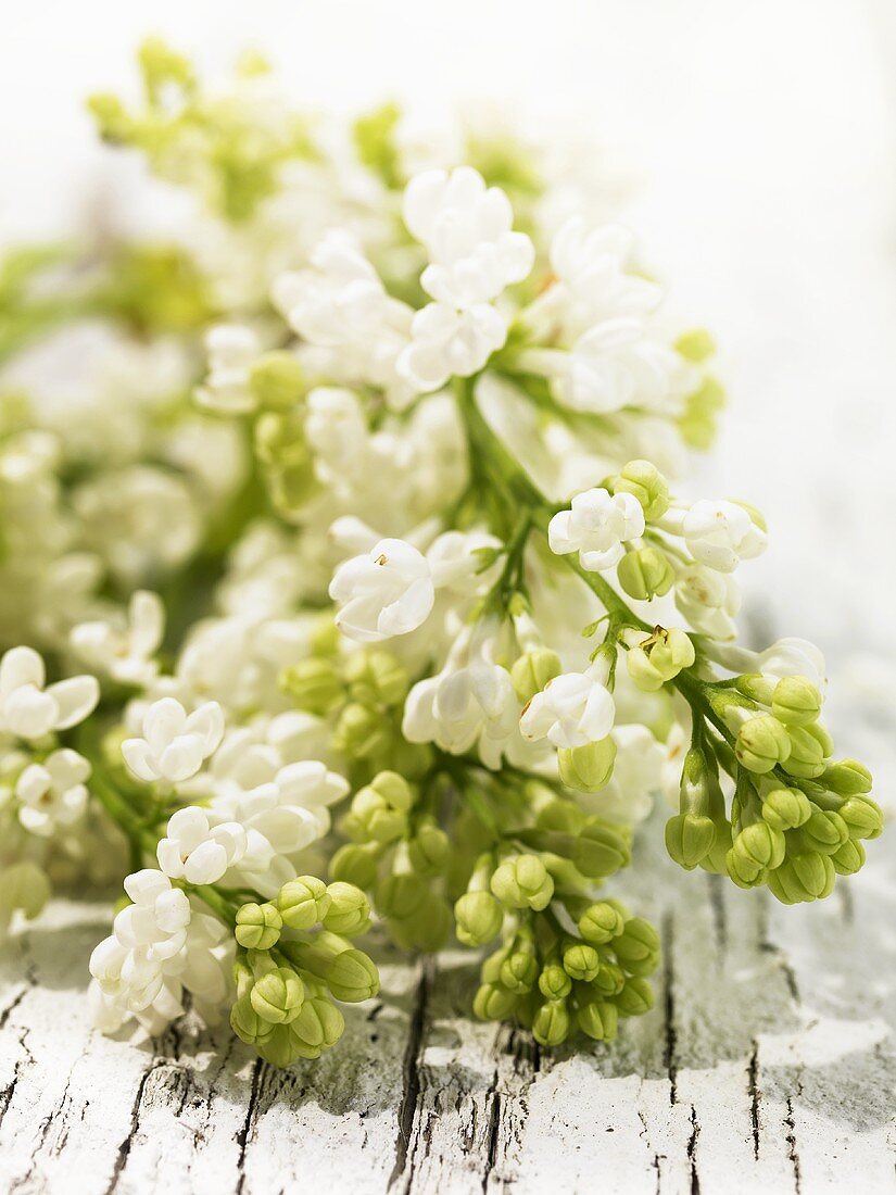 White lilac