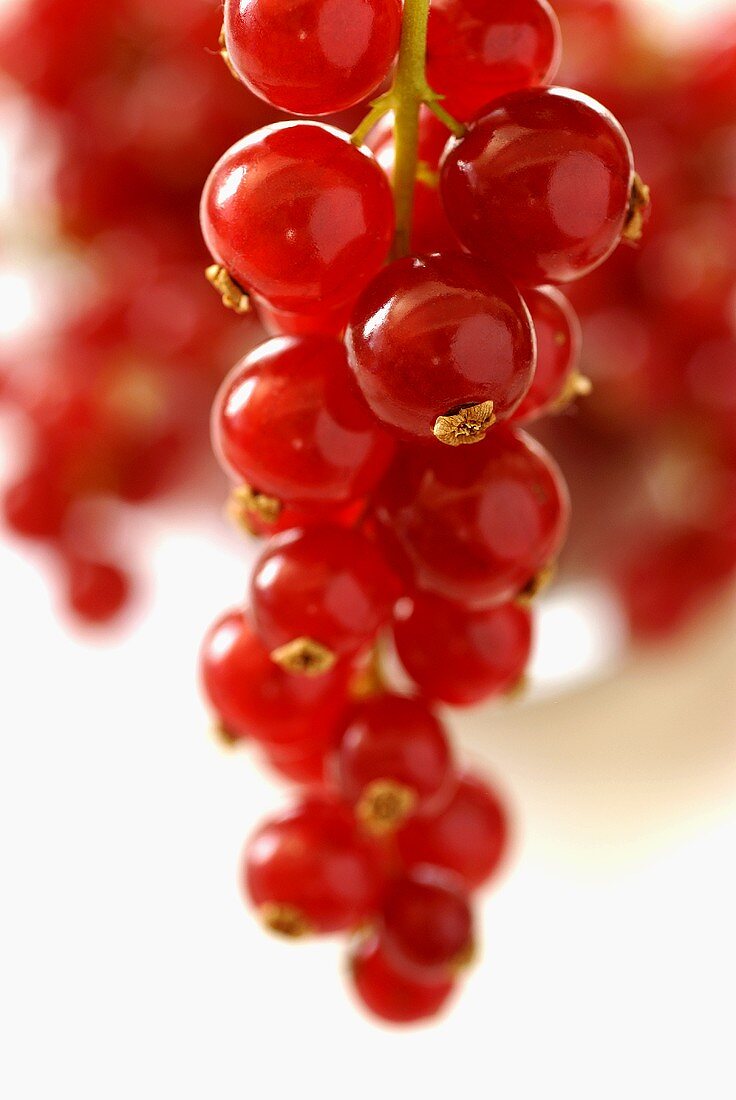 A bunch of redcurrants