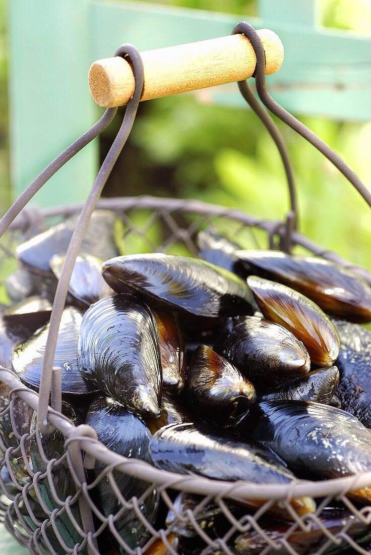 Fresh mussels in a wire basket