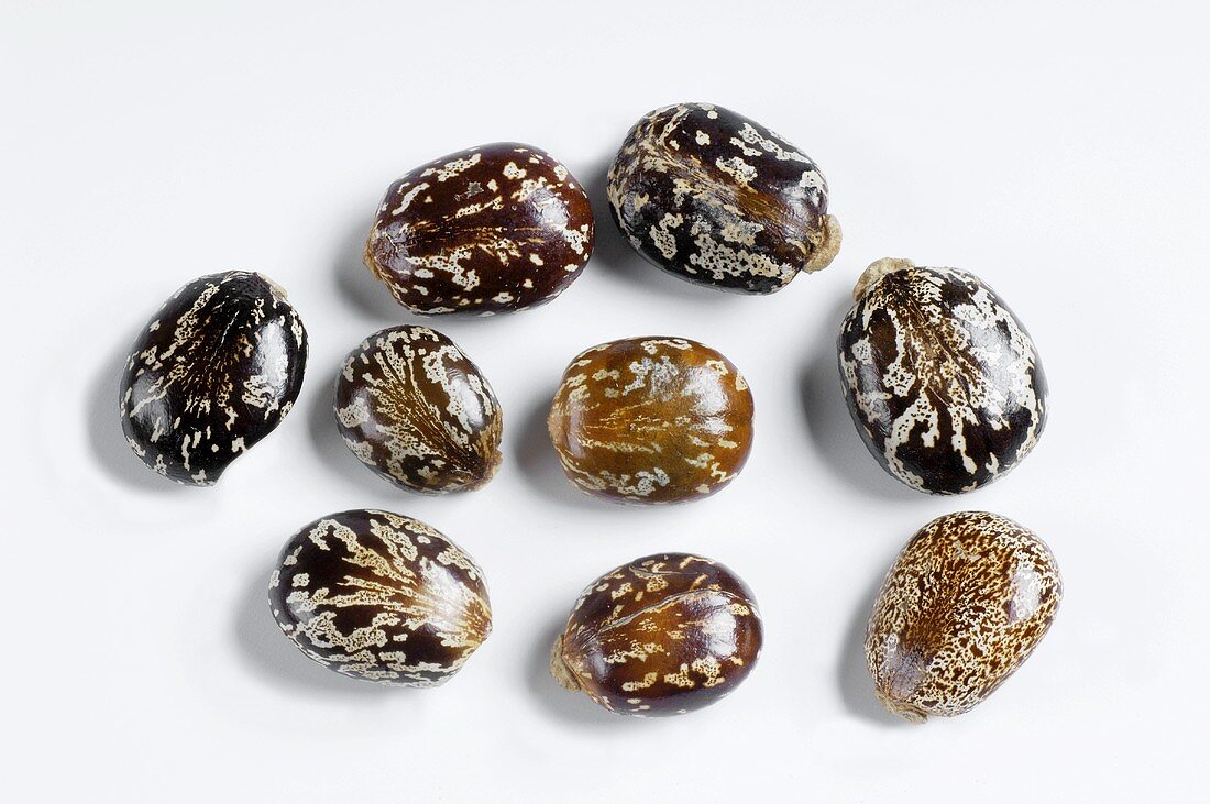 Castor beans (Ricinus communis)