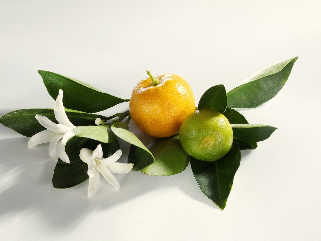 Limette und Mandarine auf Blättern mit Blüte
