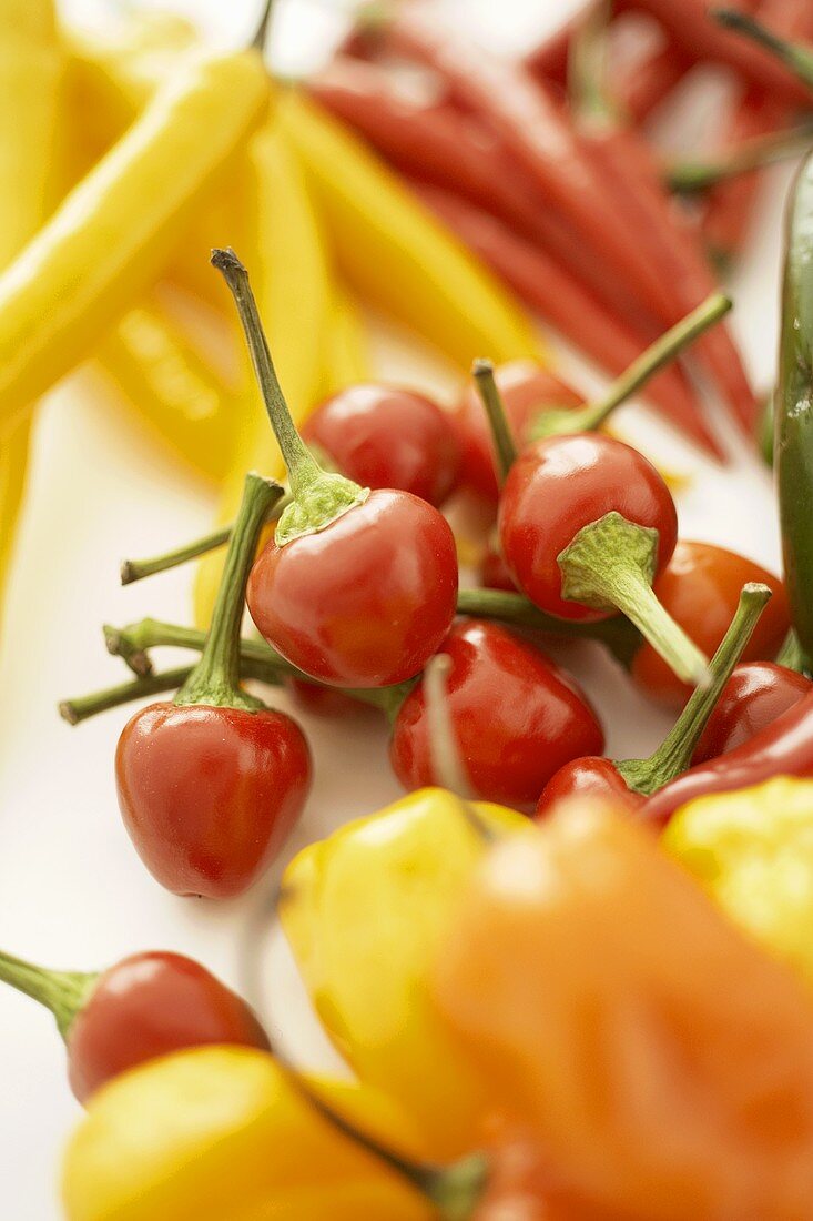 Various types of chillies