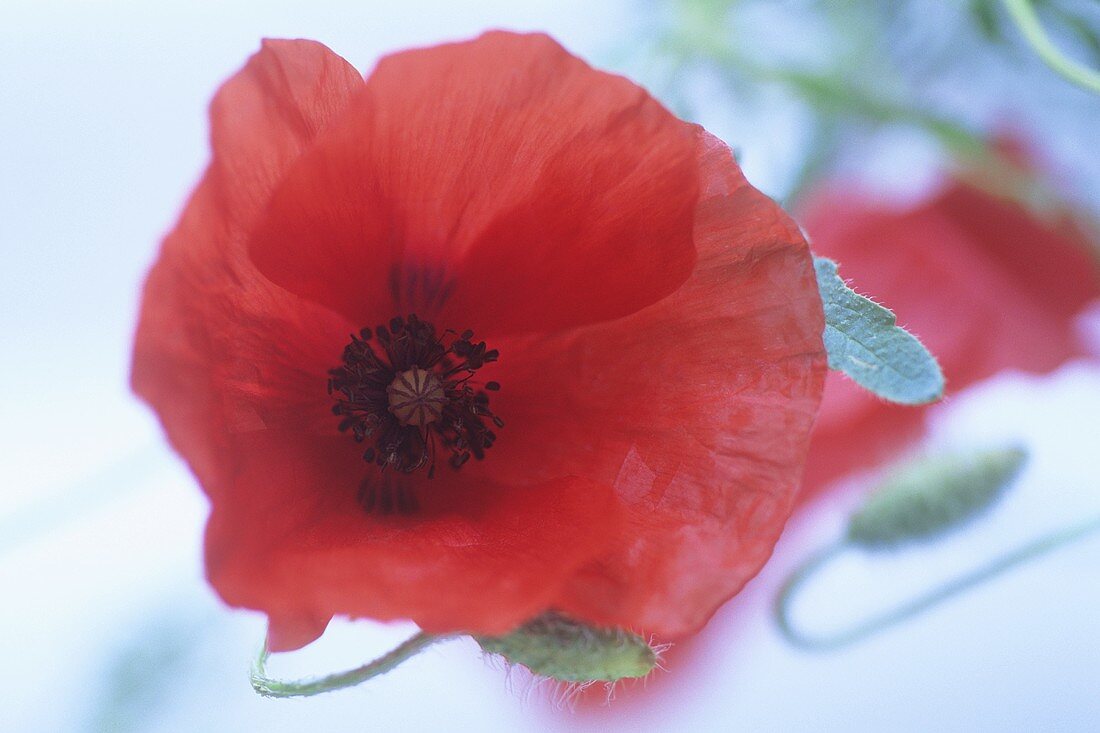 A poppy