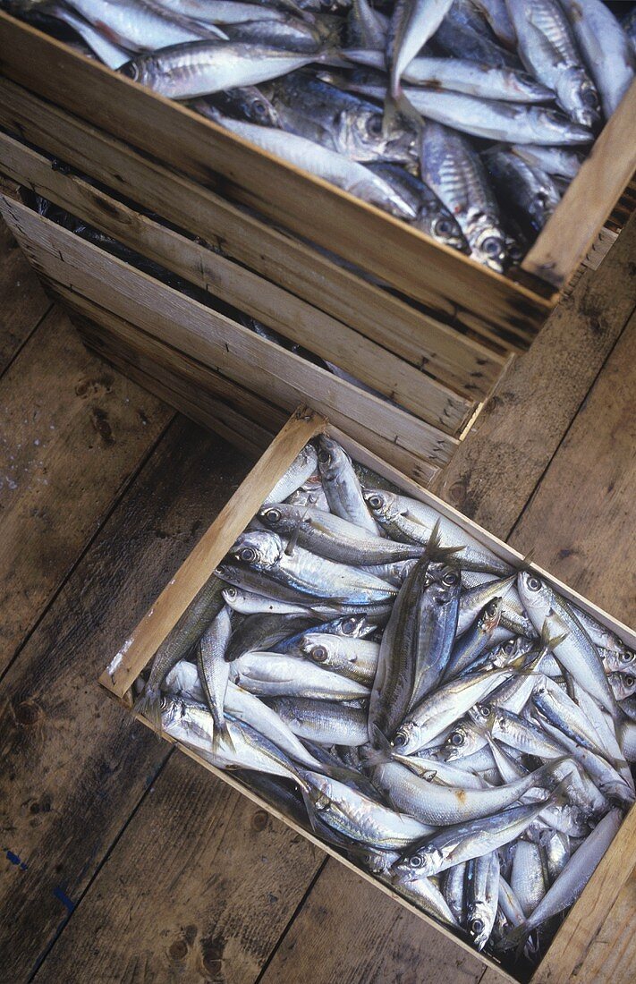 Sardines in wooden crates