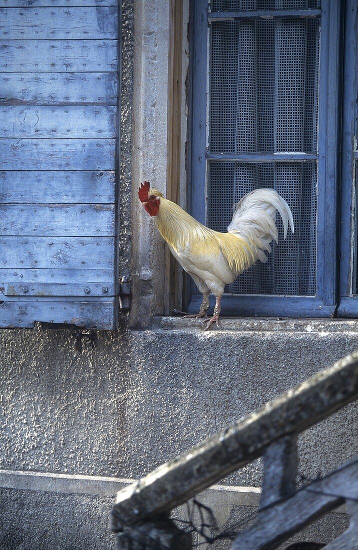 Weisser Hahn am Fenster