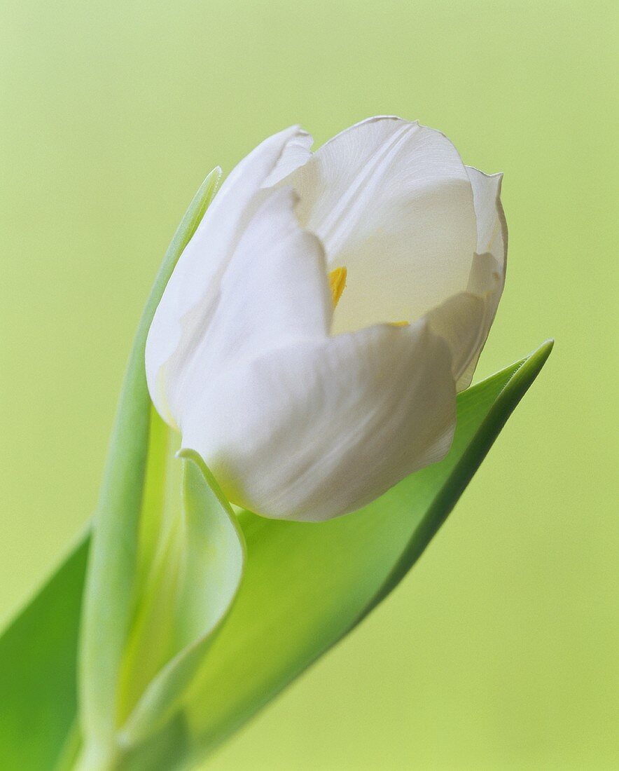 A white tulip