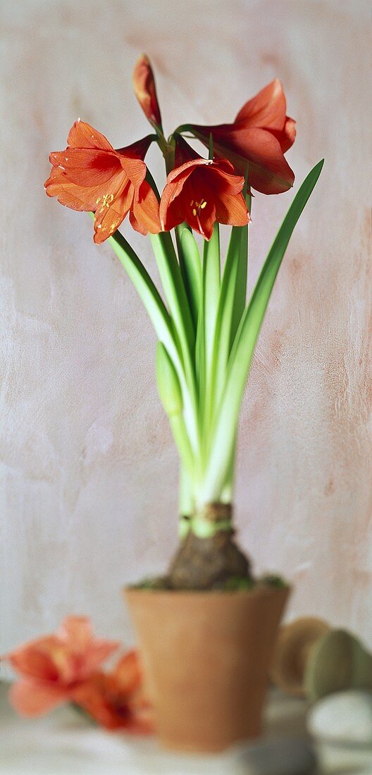 Red amaryllis in pot