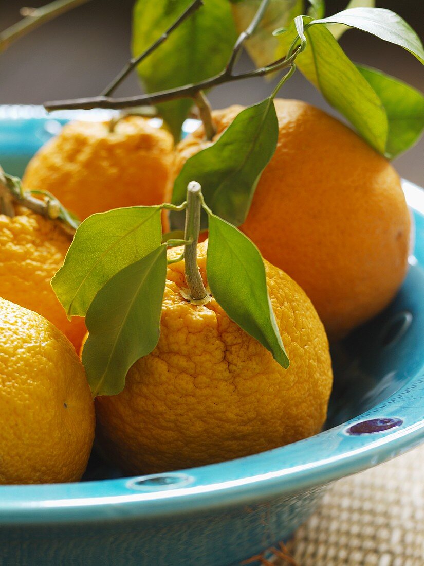 Oranges with leaves in a dish