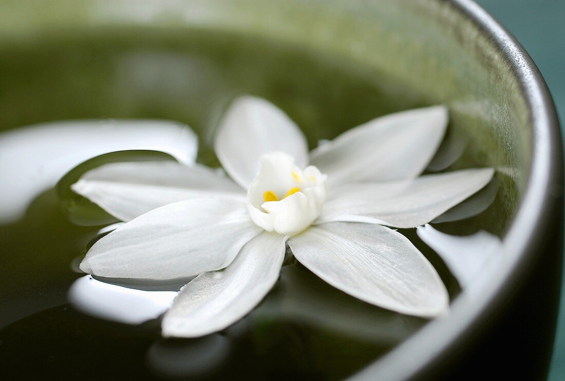 White narcissus flower floating in water