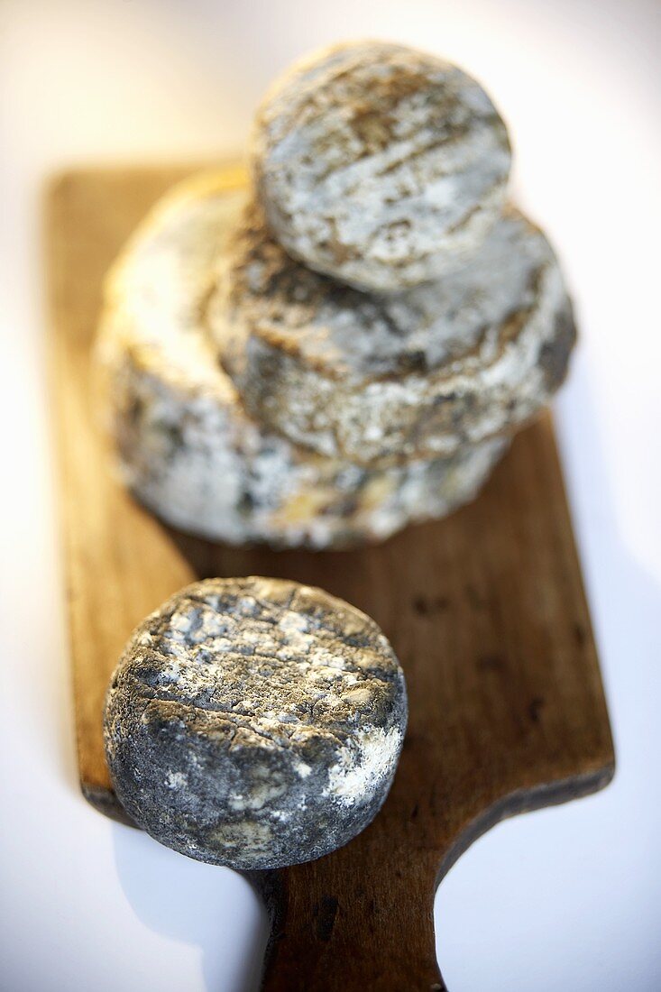 Four goat's cheeses on a wooden board