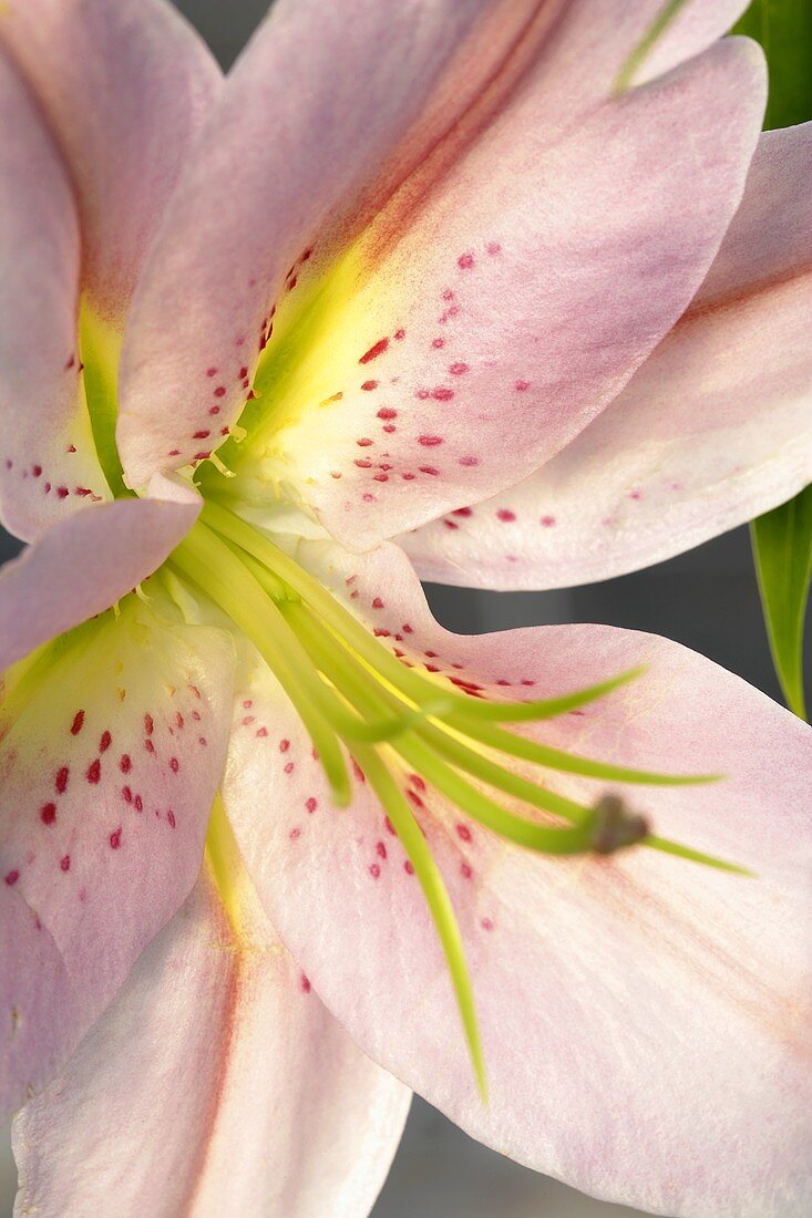 Eine weiße Lilienblüte 'Stargazer'