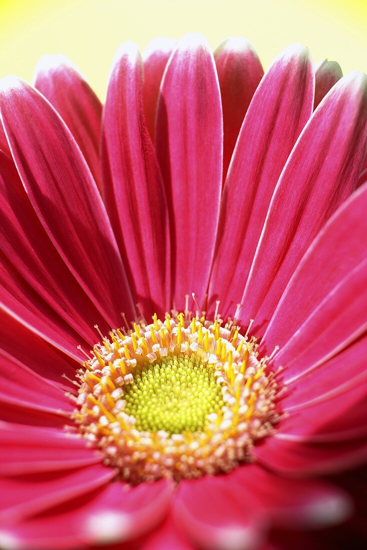 A pink gerbera