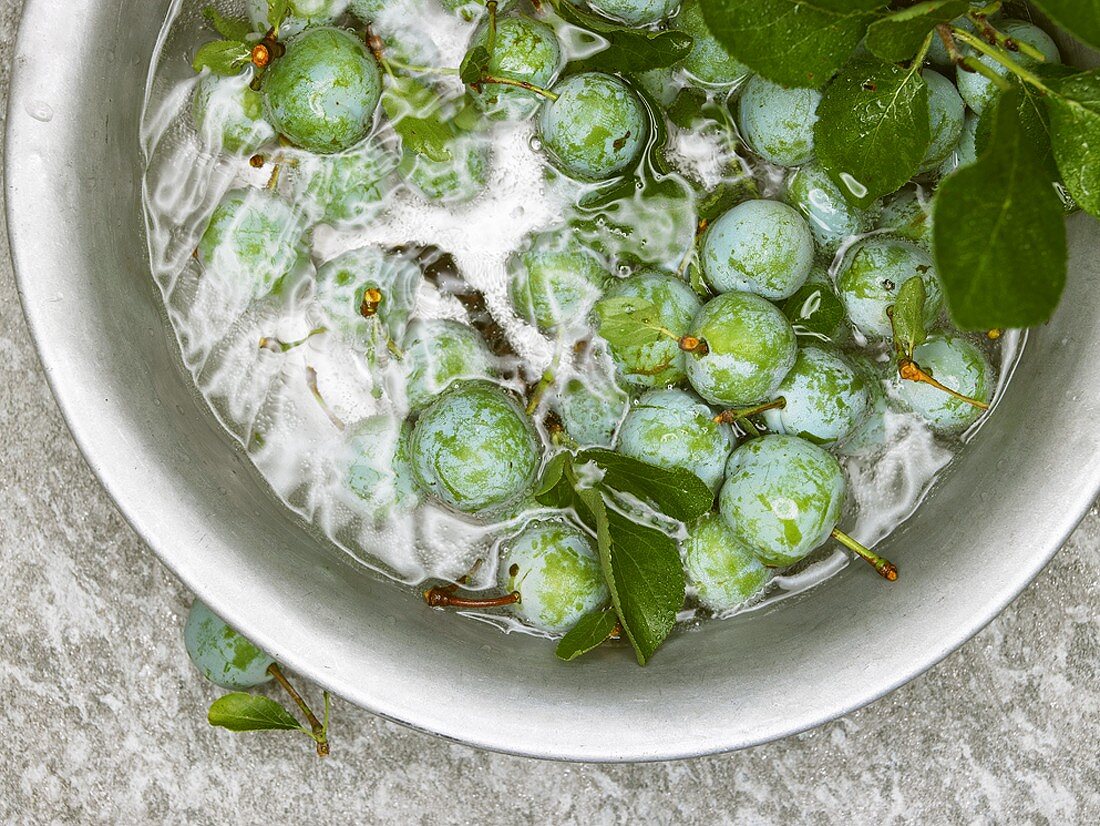 Fresh greengages in a bowl of water