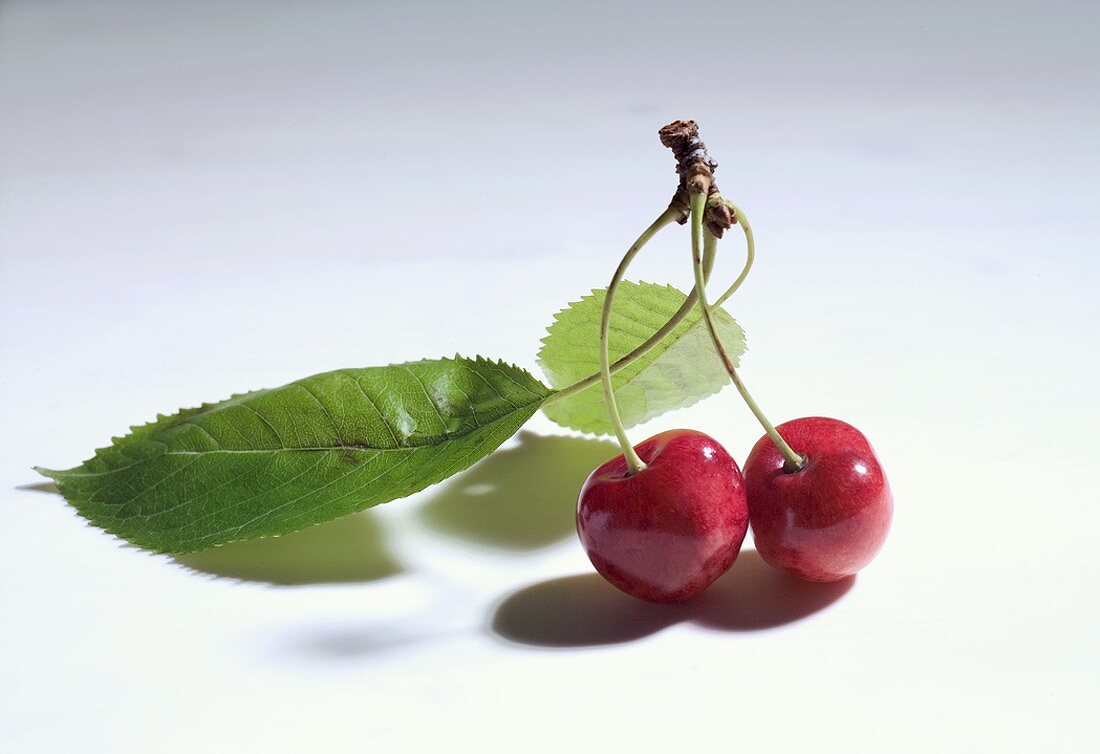Pair of cherries with leaves