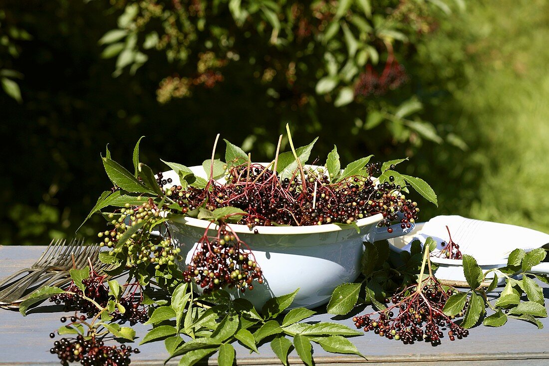 Dish of elderberries on a garden table