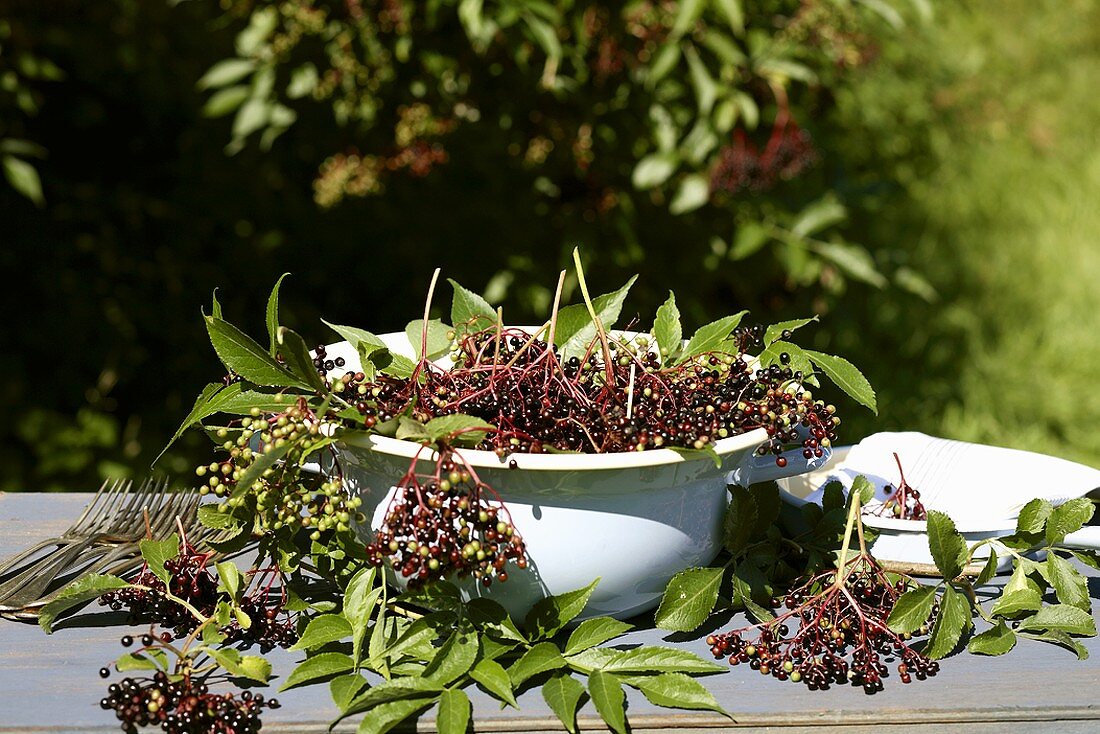 Schüssel mit Holunderbeeren auf einem Gartentisch