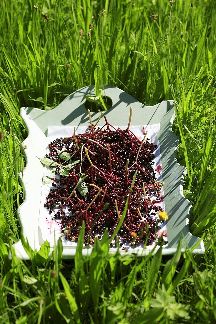 Elderberries on a tray in grass
