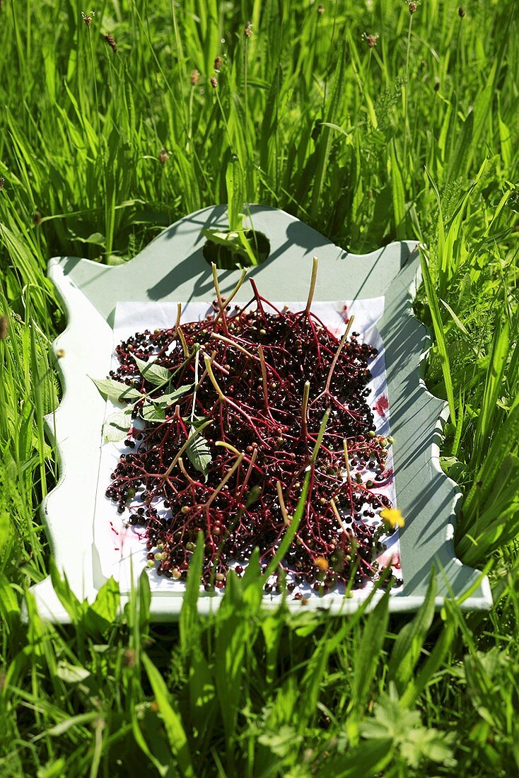 Holunderbeeren auf einem Tablett in der Wiese