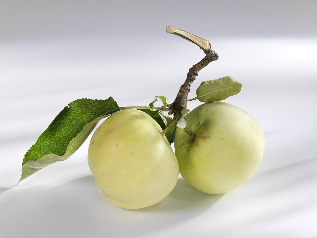 Zwei Äpfel der Sorte 'Klara' am Zweig mit Blättern