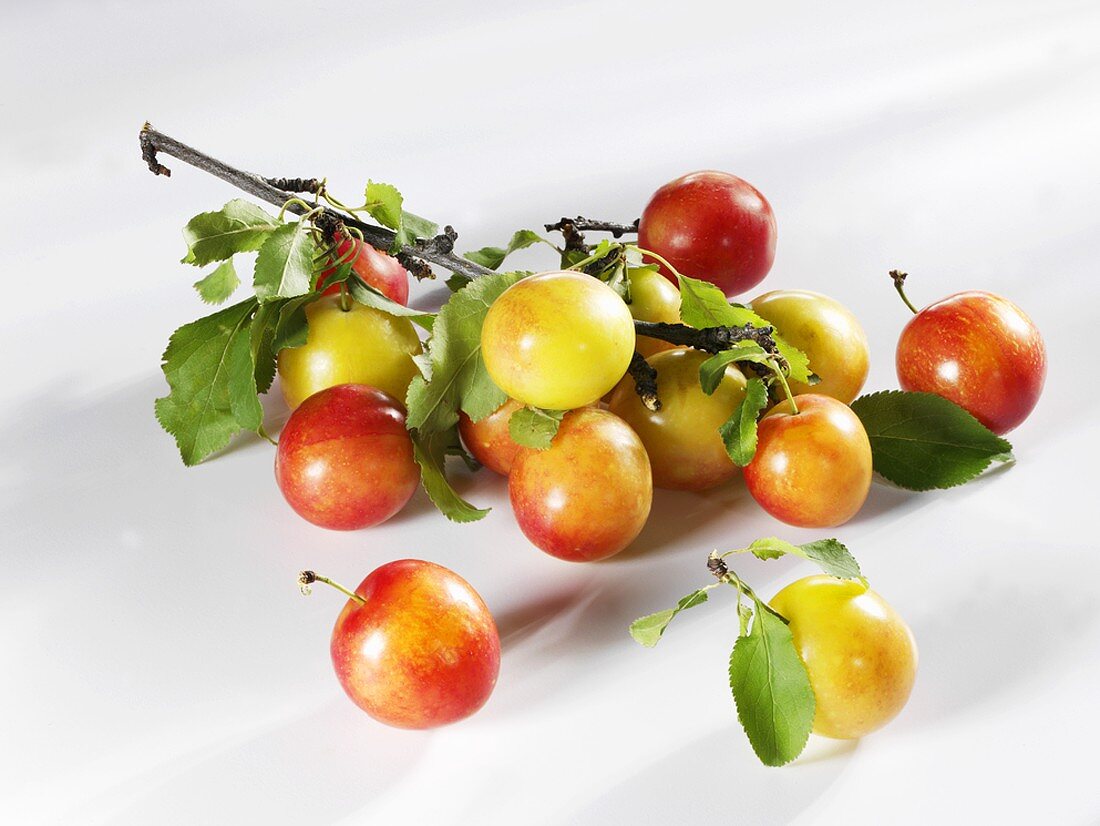 Red and yellow plums with branch