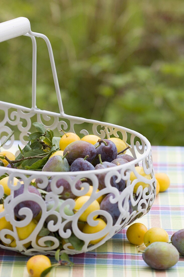 Damsons and mirabelles in a wire basket