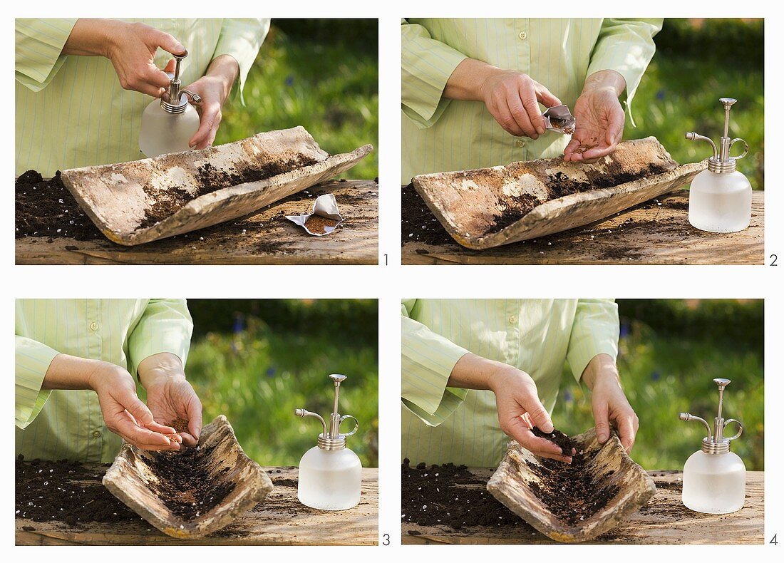 Sowing cress seed in a roof tile