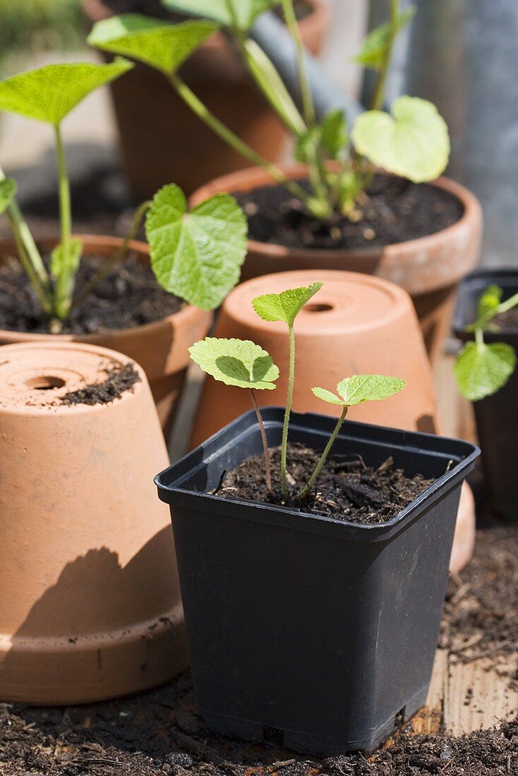 Stockrosen-Jungpflanzen in Plastiktöpfen und in Tontöpfen