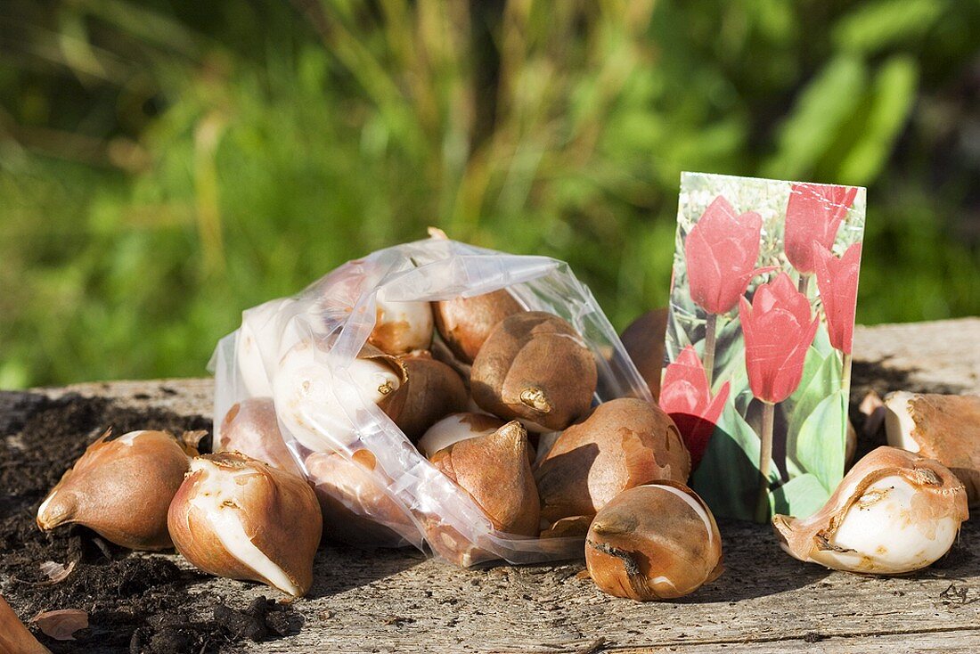 Mini-Tulpen-Zwiebeln auf einem Holztisch