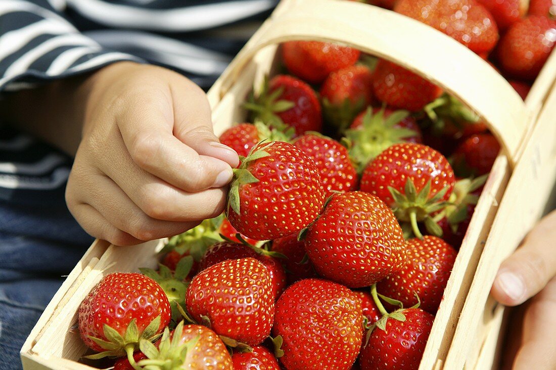 Fresh strawberries in a woodchip basket