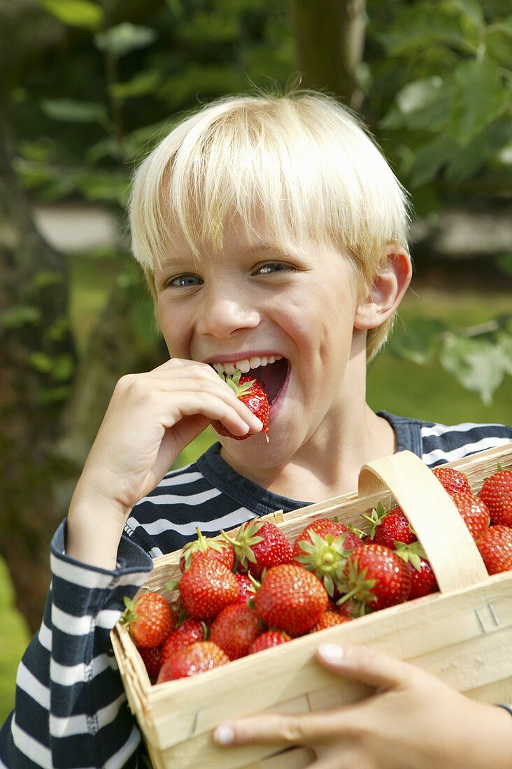 Blond boy with basket of strawberries biting into strawberry