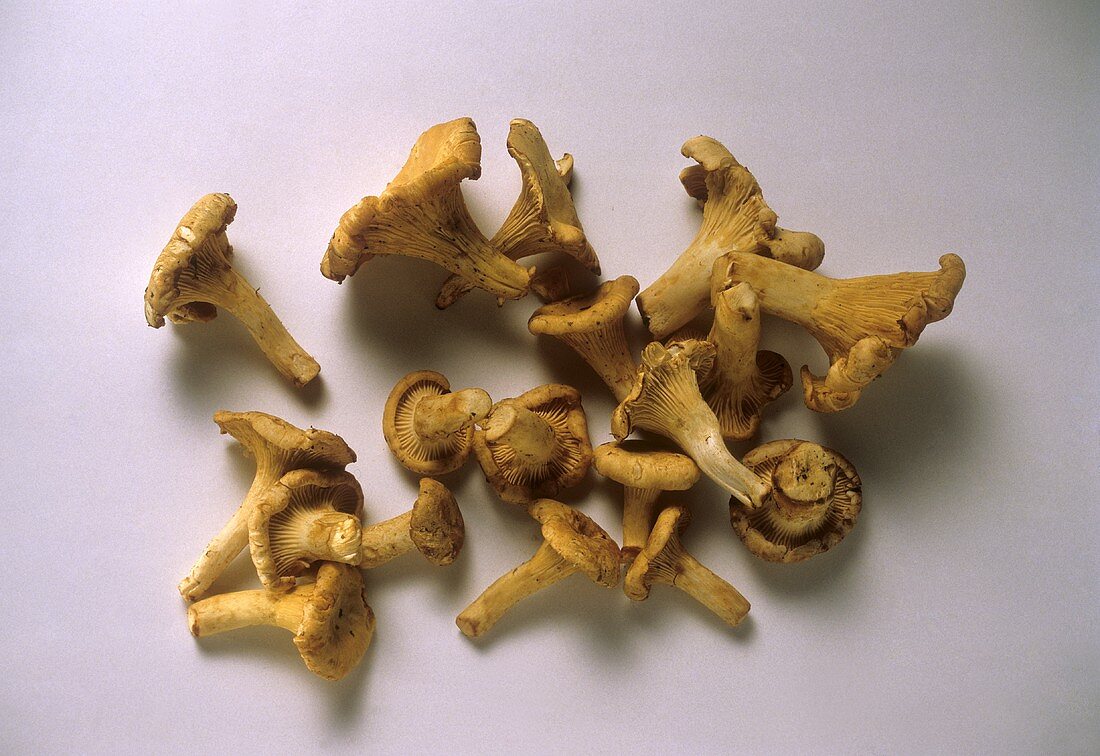 Chanterelle Mushrooms